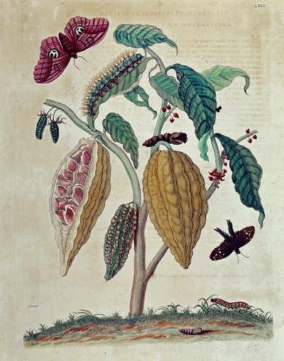 Cacao - en “Historia General de los Insectos de Surinam y Toda Europa” de Maria Sibylla Merian de Maria Sibylla Merian
