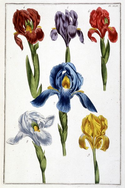 Iris - en 