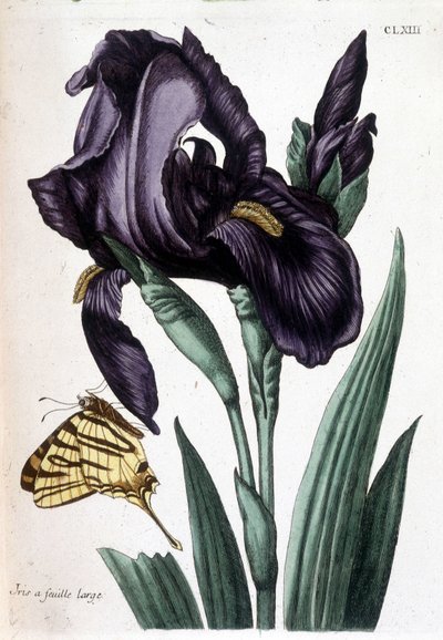 Iris de hoja ancha - en "Histoire générale des insects de Surinam et de toute l