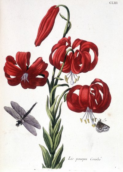 Lirio púrpura Curbé - en “Histoire générale des insects de Surinam et de toute l