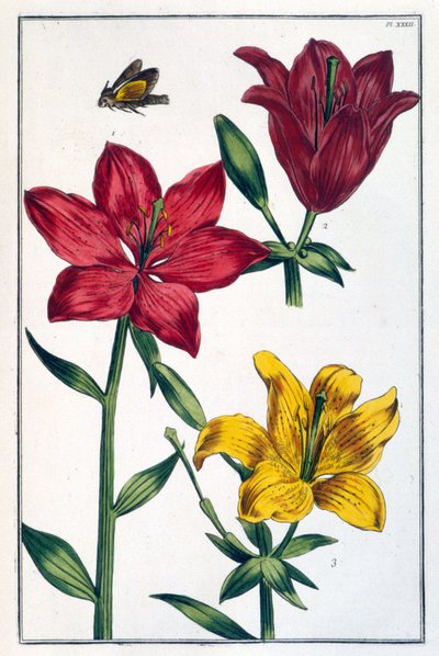 Lirio rojo - en 