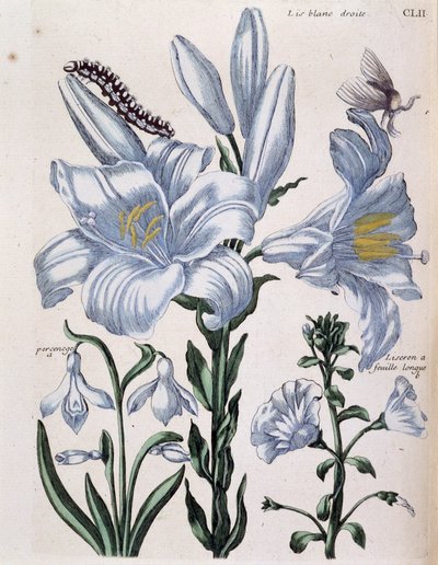 Lirio blanco derecho y borde de hoja larga - en "Historia general de los insectos de Surinam y de toda Europa" de Maria Sibylla de Merian, ed. Desnos, París de Maria Sibylla Merian