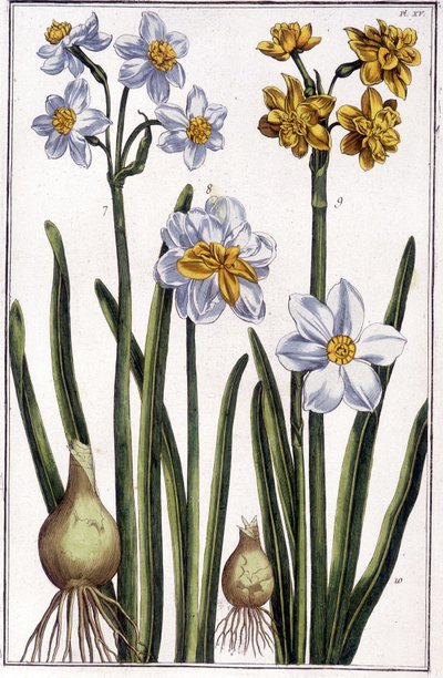 Narciso - en "Historia general de los insectos de Surinam y de toda Europa" de Maria Sibylla de Merian, ed. Desnos, París de Maria Sibylla Merian