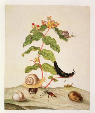 No.1146c Hypericum Baxiforum con caracoles y un escarabajo, 1695 de Maria Sibylla Merian