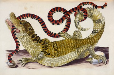 Caimán de Surinam protegiendo a sus crías de una serpiente de coral de Maria Sibylla Merian