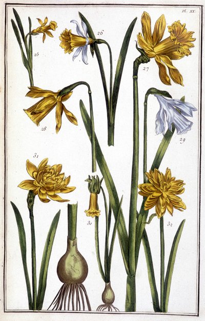 Imagen desconocida de Maria Sibylla Merian