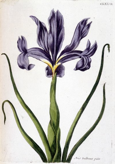 Imagen desconocida de Maria Sibylla Merian