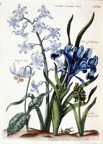 Jacinto oriental blanco, iris de hoja grande, diente de perro, muscari azul grande - en 