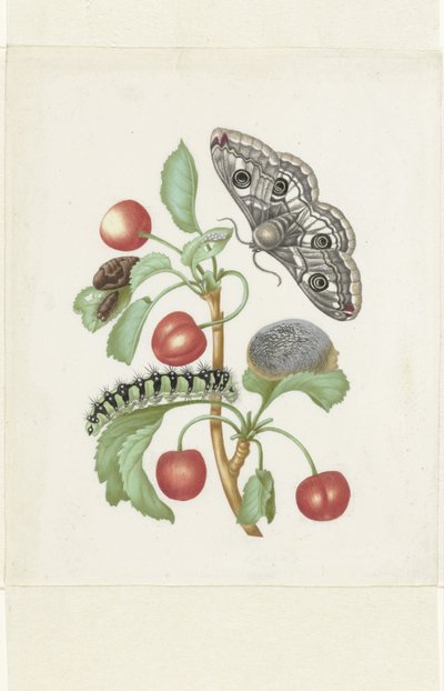 Metamorfosis de una pequeña polilla emperador de Maria Sibylla Merian (workshop of)