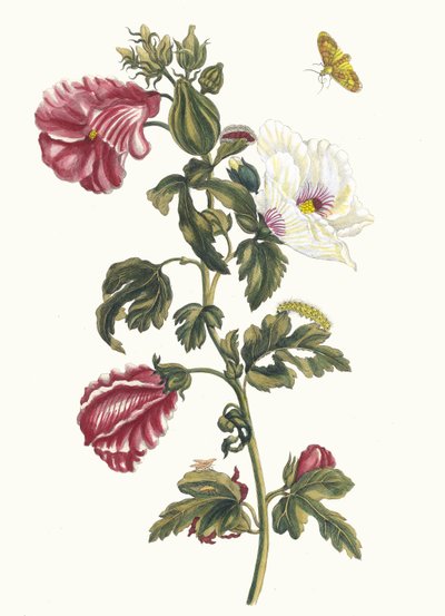 Althea. Del libro Metamorphosis insectorum Surinamensium de Maria Sibylla Merian