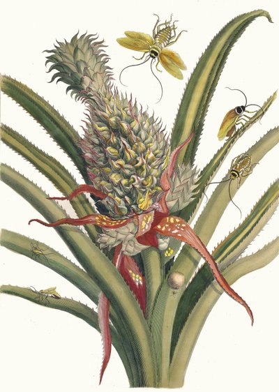 Ananas. Del libro Metamorphosis insectorum Surinamensium, 1705 de Maria Sibylla Merian
