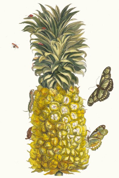 Ananas mur. Del libro Metamorphosis insectorum Surinamensium de Maria Sibylla Merian