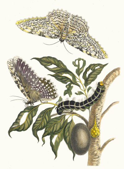 Arbre de gomme-gutte. Del libro Metamorphosis insectorum Surinamensium, 1705 de Maria Sibylla Merian