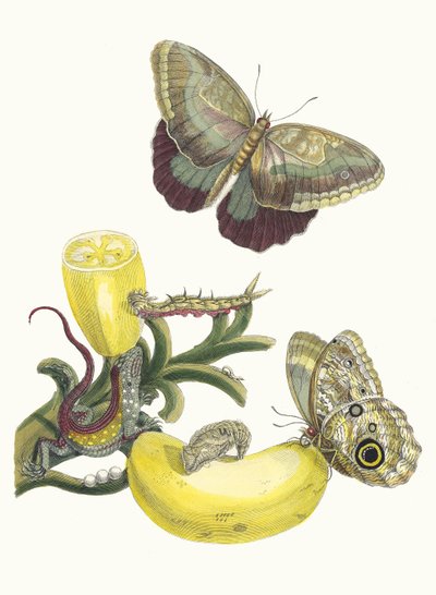 Bacores. Del libro Metamorfosis insectorum Surinamensium, 1705 de Maria Sibylla Merian