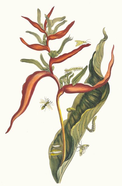 Ballia. Del libro Metamorphosis insectorum Surinamensium, 1705 de Maria Sibylla Merian