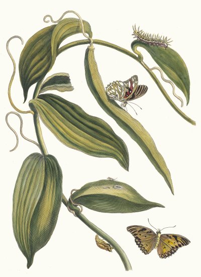 Banille. Del Libro Metamorphosis insectorum Surinamensium, 1705 de Maria Sibylla Merian
