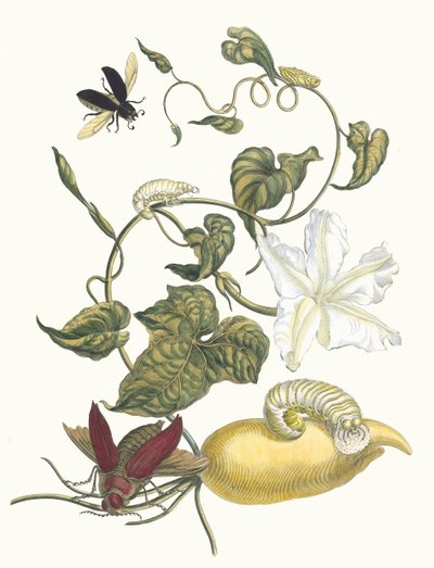 Battattes. Del Libro Metamorphosis insectorum Surinamensium, 1705 de Maria Sibylla Merian