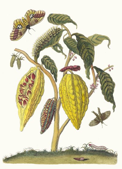 Cacao. Del libro Metamorphosis insectorum Surinamensium de Maria Sibylla Merian