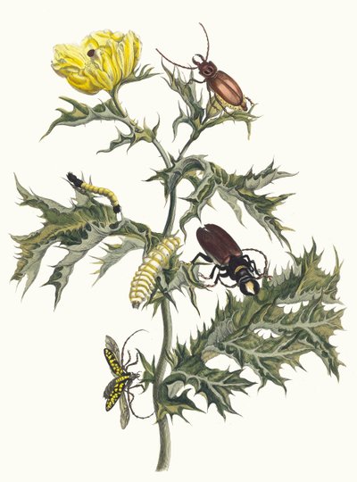 Carduus spinosus. Del libro Metamorphosis insectorum Surinamensium, 1705 de Maria Sibylla Merian