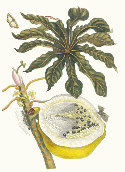 Carica papaya. Del libro Metamorphosis insectorum Surinamensium, 1705 de Maria Sibylla Merian