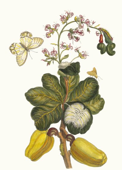 Caschou. Del Libro Metamorphosis insectorum Surinamensium de Maria Sibylla Merian
