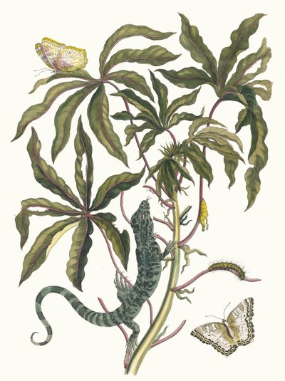 Yuca. Del libro Metamorphosis insectorum Surinamensium, 1705 de Maria Sibylla Merian
