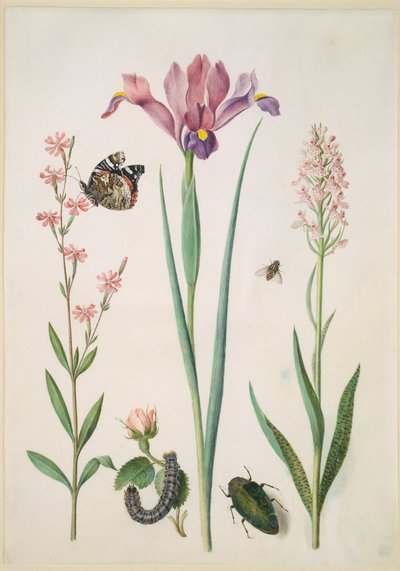  de Maria Sibylla Merian