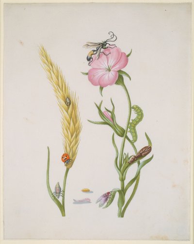 de Maria Sibylla Merian