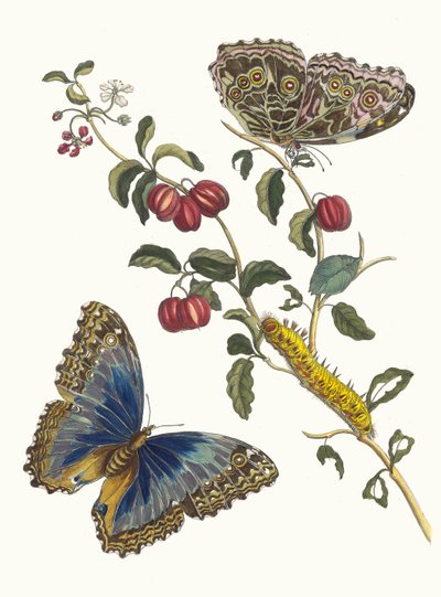 Cerezas de América. Del libro Metamorphosis insectorum Surinamensium, 1705 de Maria Sibylla Merian
