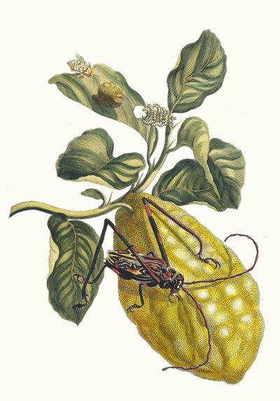Citronero. Del libro Metamorphosis insectorum Surinamensium de Maria Sibylla Merian