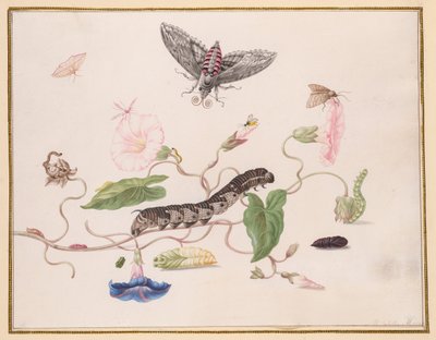 Enredadera y metamorfosis de la polilla halcón Enredadera de Maria Sibylla Merian