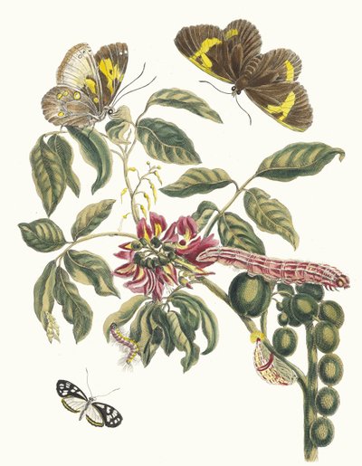 Coronilla Americana Arborescens. Del Libro Metamorphosis insectorum Surinamensium, 1705 de Maria Sibylla Merian