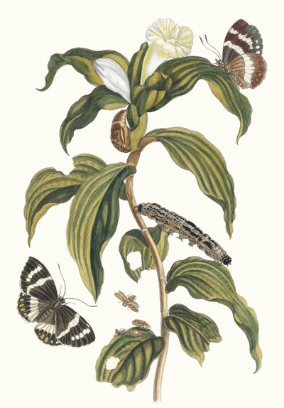 Costus arabicus. Del libro Metamorphosis insectorum Surinamensium, 1705 de Maria Sibylla Merian