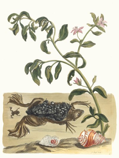 Cresson. Del libro Metamorphosis insectorum Surinamensium, 1705 de Maria Sibylla Merian
