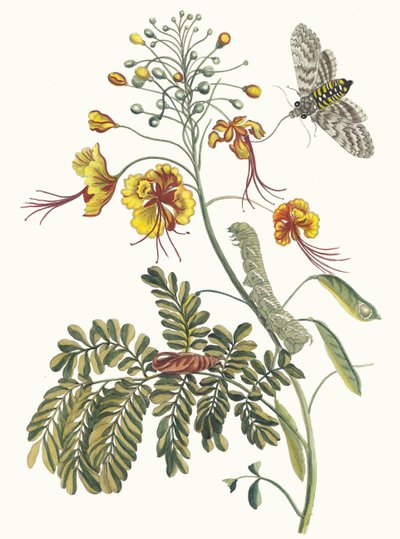 Flos Pavonis. Del libro Metamorphosis insectorum Surinamensium, 1705 de Maria Sibylla Merian