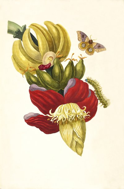Del libro Metamorphosis insectorum Surinamensium, 1705 de Maria Sibylla Merian