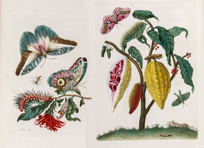Del libro Metamorphosis insectorum Surinamensium, 1705 de Maria Sibylla Merian
