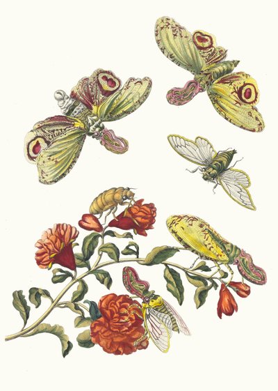 Granadero. Del Libro Metamorphosis insectorum Surinamensium, 1705 de Maria Sibylla Merian