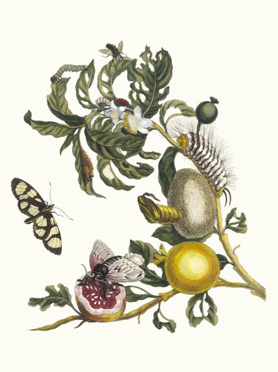 Guayabas. Del libro Metamorphosis insectorum Surinamensium de Maria Sibylla Merian