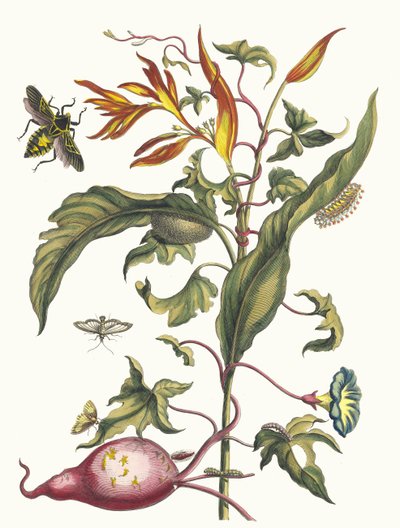 Ipomoea batatas y Heliconia psittacorum. Del libro Metamorphosis insectorum..., 1705 de Maria Sibylla Merian