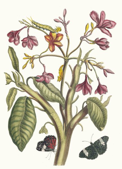 Jazmín de las Indias. Del libro Metamorphosis insectorum Surinamensium de Maria Sibylla Merian