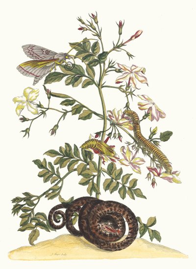 Jasminum grandiflorum. Del Libro Metamorphosis insectorum Surinamensium de Maria Sibylla Merian