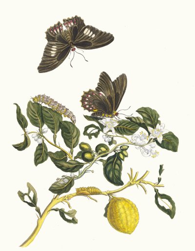 Limonero. Del libro Metamorphosis insectorum Surinamensium de Maria Sibylla Merian