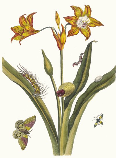 Lis Rouge. Del libro Metamorphosis insectorum Surinamensium de Maria Sibylla Merian