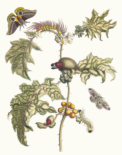 Maccai. Del libro Metamorphosis insectorum Surinamensium, 1705 de Maria Sibylla Merian