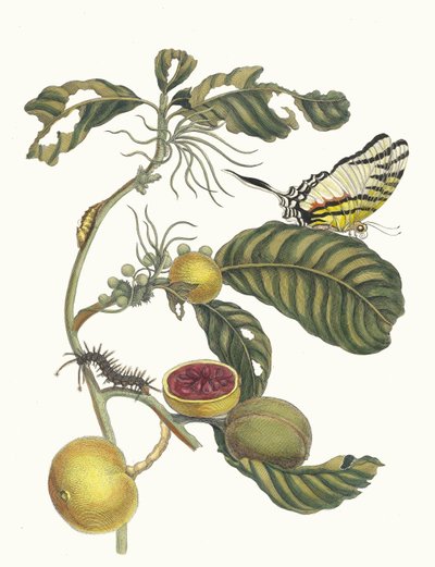 Marmelade doosjes Boom. Del libro Metamorphosis insectorum Surinamensium, 1705 de Maria Sibylla Merian