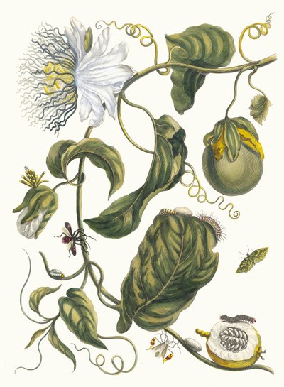 Marquiaas. Del libro Metamorphosis insectorum Surinamensium de Maria Sibylla Merian