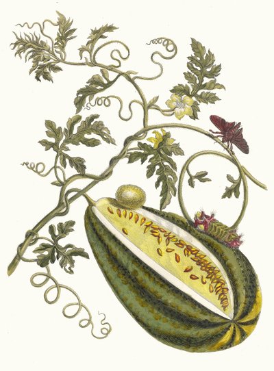Melón de agua. Del libro Metamorphosis insectorum Surinamensium, 1705 de Maria Sibylla Merian