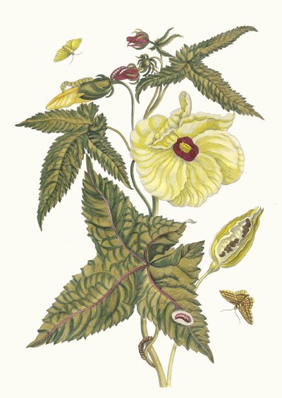 Muscus-Bloem. Del libro Metamorphosis insectorum Surinamensium, 1705 de Maria Sibylla Merian
