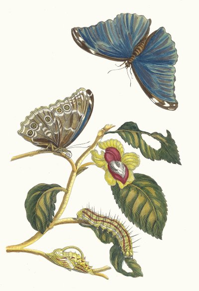 Neflier. Del libro Metamorphosis insectorum Surinamensium, 1705 de Maria Sibylla Merian